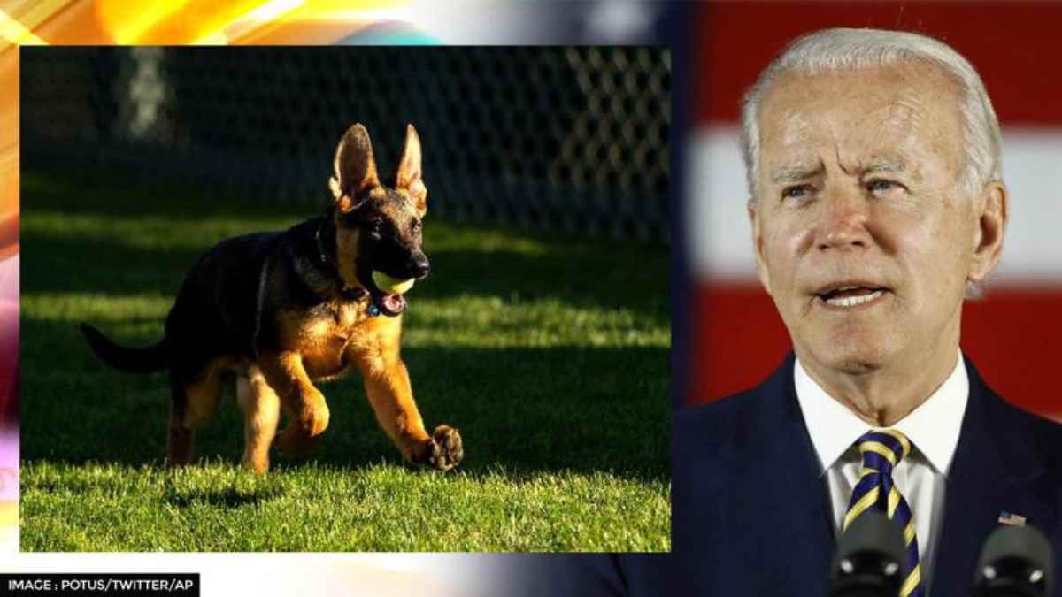 Joe Biden's new puppy, Commander