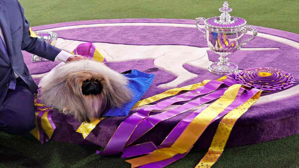 2022 Westminster Kennel Club Dog Show