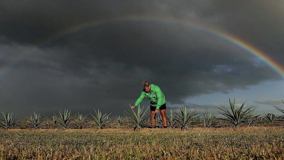 An Australian drinks firm has planted half a million blue agave plants in Queensland