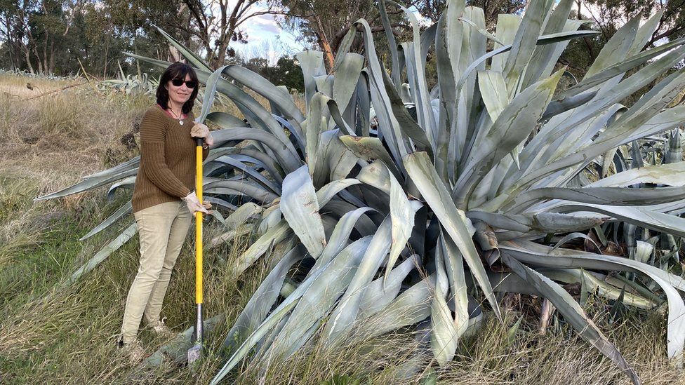 Rosemary Beale pictured here with one of her farms huge agave americana plants