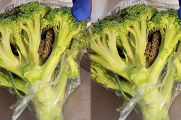 breaking-news-uk-man-finds-frightening-snake-in-broccoli-be-bought-from-market-photos