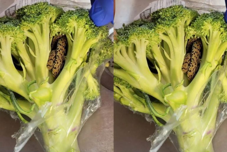 breaking-news-uk-man-finds-frightening-snake-in-broccoli-be-bought-from-market-photos
