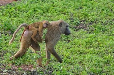 Mama Baboon with Baby in Ghana National Park